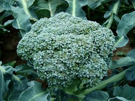 PS 300 Calabrese Green Sprouting Broccoli Seeds Nongmo Fast Grow - $166.68 MXN