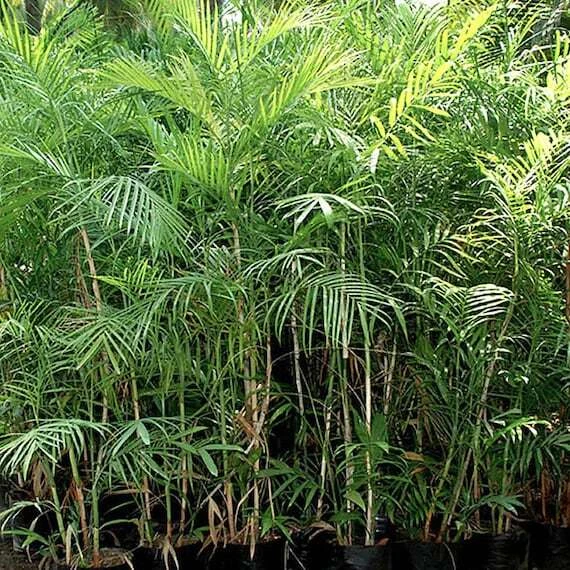Chamaedorea seifrizii BAMBOO PALM Cold Hardy Seeds - $218.49 MXN