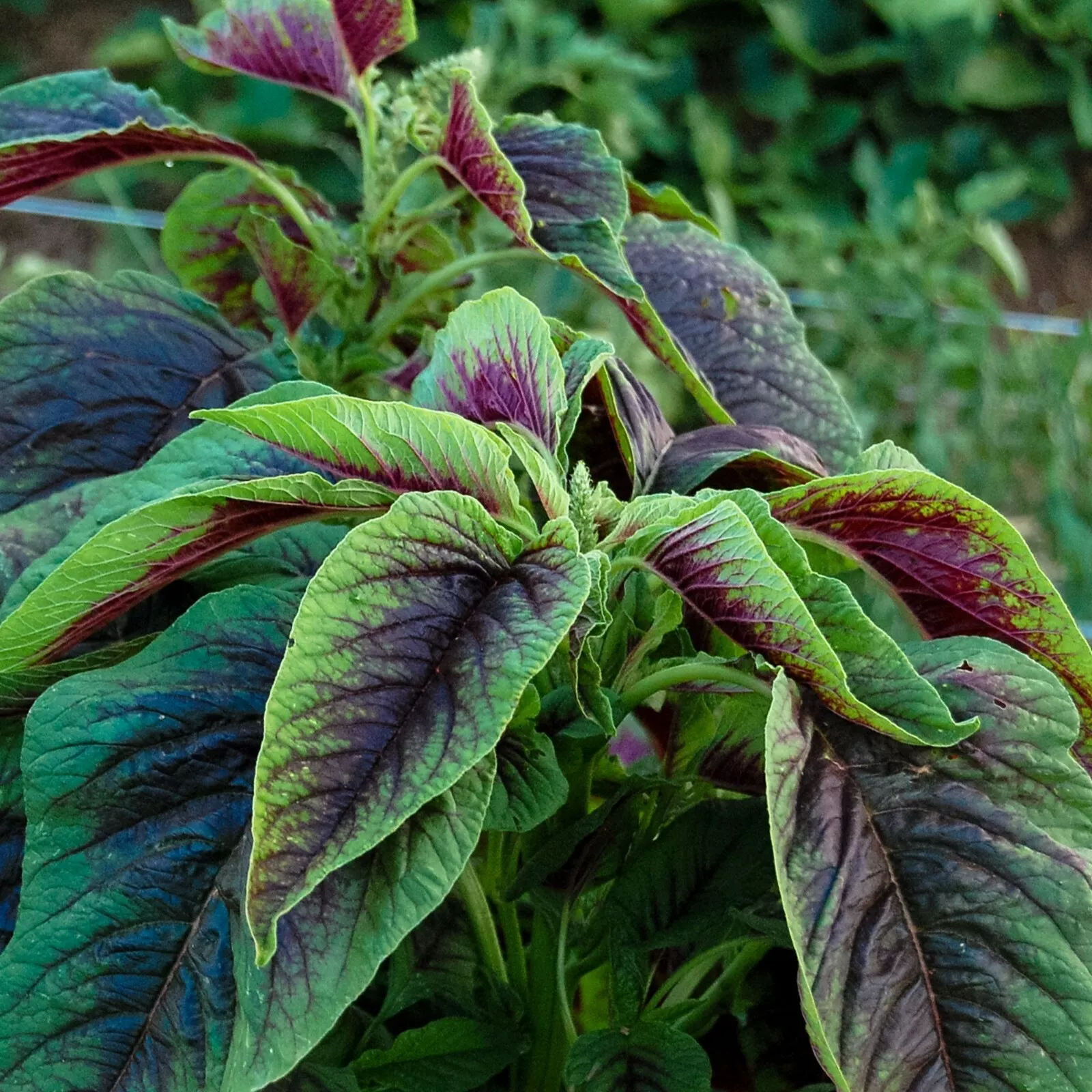 500+ Red Amaranth Seeds Red stripe leaf Chinese - $5.93