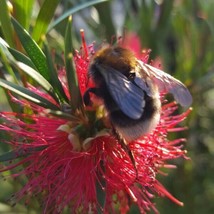 Fresh Callistemon rigidus Red Cluster Bottlebrush Tree Clemson Hardy 50 Seeds US - £20.50 GBP