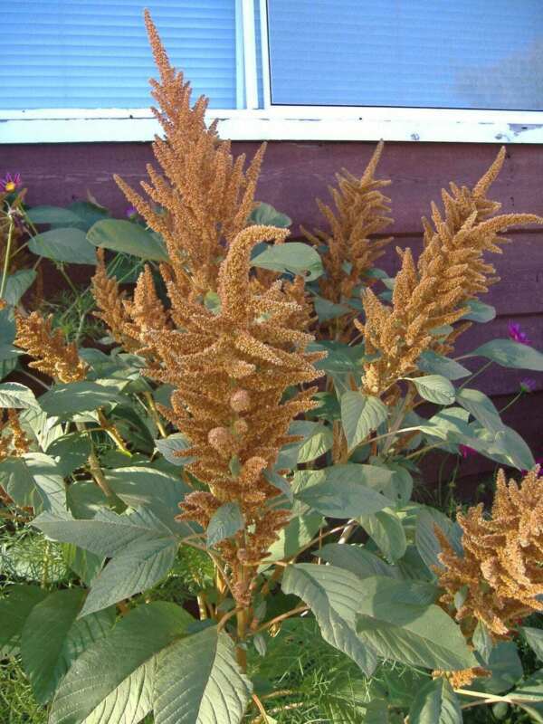 Garden Store 89 Seeds Pastel Autumns Touch Amaranthus Cruentus Bronze Co... - $6.50