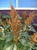 Garden Store 89 Seeds Pastel Autumns Touch Amaranthus Cruentus Bronze Co... - $123.73 MXN