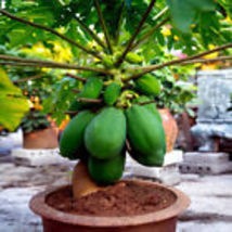  &quot;Dwarf Solo Waimanalo Tree Seeds&quot; (Carica Papaya) 20 Seeds - £14.76 GBP