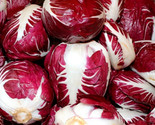Radicchio  Seeds 500 Rouge De Verona Cichorium Intybus Vegetable Fast Sh... - $8.99