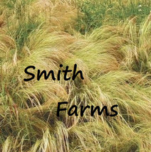 100 Seeds Mexican feather grass Grass Ground Cover Stipa tenuissima - $6.90