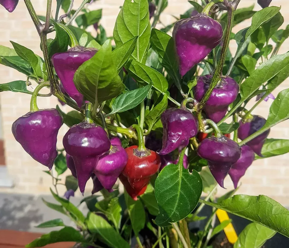 KS Purple Ufo Pepper Heirloom Organic Non Gmo Planting 15 Seeds  - $9.70