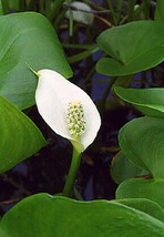 10 Pcs Water Arum Wild Calla palustris Lily Flower Seeds #MNHG - £13.18 GBP