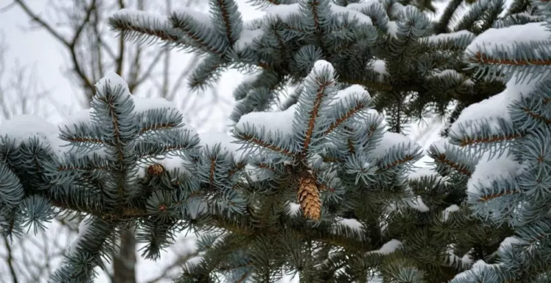 Picea pungens Colorado Blue Spruce 50 seeds Bonsai Christmas tree - £11.73 GBP