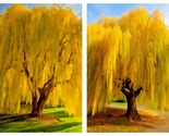 Golden Weeping Willow Tree - 24-36" Tall Live Plant - 2-3 Foot Tall Seedling - $80.99
