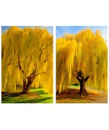 Golden Weeping Willow Tree - 24-36&quot; Tall Live Plant - 2-3 Foot Tall Seed... - £64.05 GBP