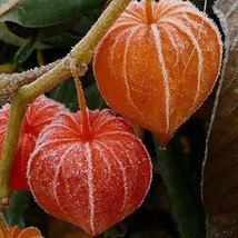 USA SELLER 50 Chinese lantern flower seeds zone 39 Free Shipping - $14.70