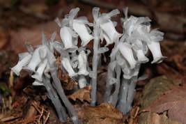 Monotropa Uniflora Indian Pipe Cheilotheca Humilis, 10 seeds - $16.19