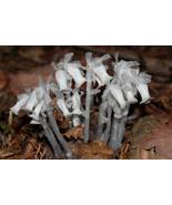 Monotropa Uniflora Indian Pipe Cheilotheca Humilis, 10 seeds - £12.97 GBP