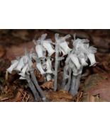 Monotropa Uniflora Indian Pipe Cheilotheca Humilis, 10 seeds - $16.19