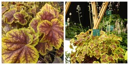 New SOLAR ECLIPSE Heuchera w Flowers Perennial Live Plant FULL Sun Coral... - $35.99