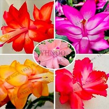 Fresh Seeds 100Pcs Schlumbergera Flores Christmas Cactus Plant Seeds Mixed Flowe - £9.84 GBP