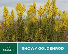 100 Goldenrod Showy Seeds Solidago speciosa Heirloom Flower Medicinal Herb - £12.59 GBP