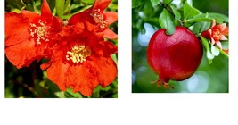 2 To 3 Ft. Seedling Live Plants Pomegranate Fruit Tree Wonderful Punica Granatum - £67.13 GBP