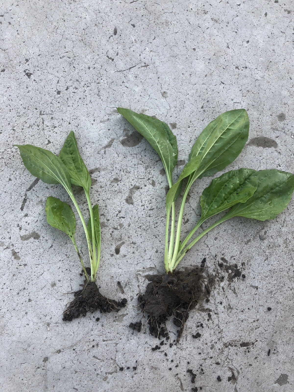 2 PCs Plantago Major Broadleaf Plantain Bare Root Live Plants Ready To P... - $33.61