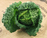 250 Savoy Cabbage Seeds Non- Gmo Fast Shipping - $8.99