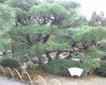 Japanese Black Pine Tree Seeds (Pinus Thunbergii), 15 Seeds  - $6.58