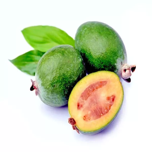 20 Pineapple Guava Tree Seeds &quot;Brazilian Fig Guava Fruit&quot; Tropical Flower Plant  - £14.86 GBP
