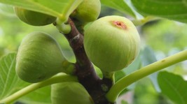 Item image 1 image 1