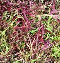 500 Mustard Mizuna Seeds Red Streaks Seedsgarden Beautiful USA Seller - £16.92 GBP