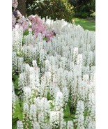 MX 20 Sugar Scoop Foamflower White Tiarella Trifoliata Laceflower Seeds ... - $11.89