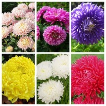 USA SELLER New 30 Mixed Paeony Aster Callistephus Peony Red Pink White Blue Purp - £10.39 GBP