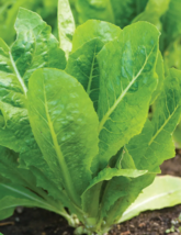 300 Seeds Lettuce Vivian Romaine Ceasar Organic Non-Gmo Heirloom - £7.85 GBP