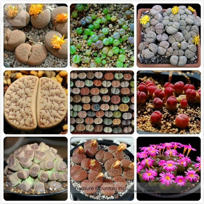 Germany KK&#39;s Mixed 9 Types of Lithops Indoor Bonsai Seeds - £7.92 GBP