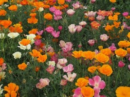 Jstore USA 500 Seeds Poppy Mission Bell Mix Fast Shipping - £5.77 GBP