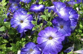 New Fresh Seeds 50 Petunia Seeds Merlin Blue Morn USA Seller - $25.00