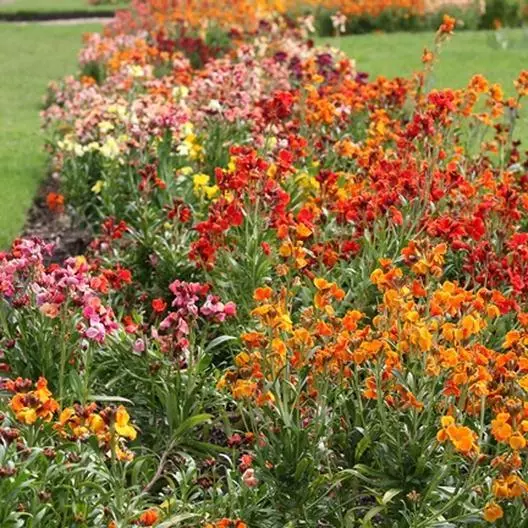 300 Mixed English Wallflower Seeds Cheiranthus Cheiri Garden - £6.96 GBP