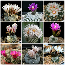 10 pcs Turbinicarpus Mix Seeds Rare Cactus Plants FRESH SEEDS - £6.94 GBP
