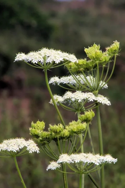 Anise Heirloom Seeds Medicinal &amp; Culinary Herb Nongmo (Pimpinella Anisum) Fresh  - £11.00 GBP