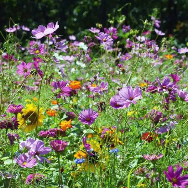 Fresh Wildflower Mix Butterfly &amp; Hummingbird Heirloom Flowers Usa Non-Gmo 1000+  - £8.56 GBP