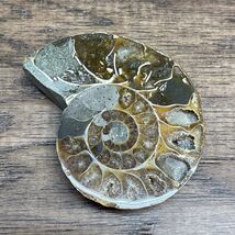 Ammonite Fossil Polished Beautiful Chambers Mollusk Shell 2.25&quot; 1.5 Ounc... - €8,58 EUR
