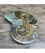 Ammonite Fossil Polished Beautiful Chambers Mollusk Shell 2.25&quot; 1.5 Ounc... - €8,56 EUR