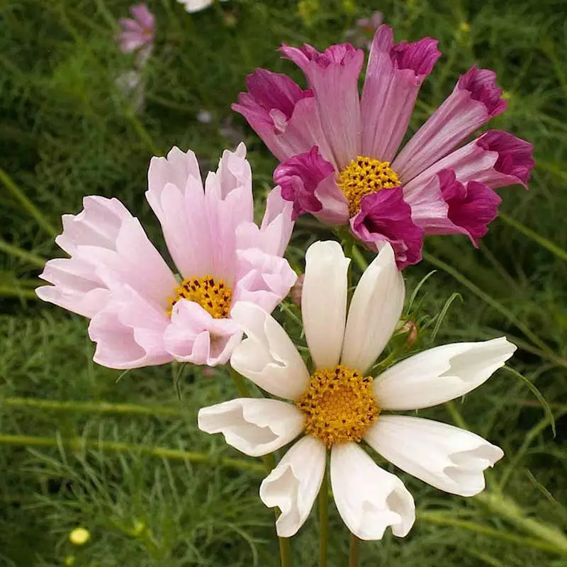 50 Guashi Seashells Cosmos Flower Seeds Non-GMO - £2.71 GBP