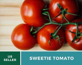 50 Tomato Sweetie Seeds Lycopersicon esculentum Small sweet cherry tomatoes - £12.39 GBP