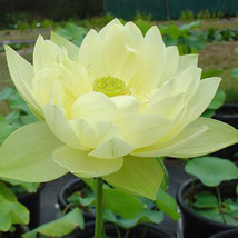 5 seeds Nelumbo nucifera ‘Sunburst’ Lotus Seeds - £8.40 GBP