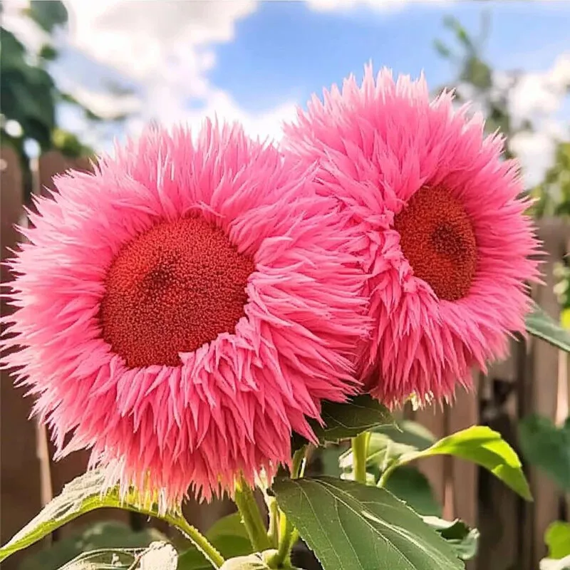 50 pcs Rare Pink Enchanting Giant Teddy Bear Sunflower Seeds - $15.15