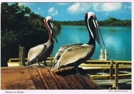 Florida Postcard Two Pelicans In Florida On Dock - £2.32 GBP