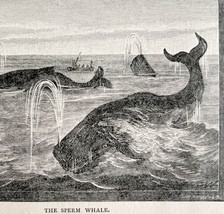 The Sperm Whale Pod Spouting At Sea 1887 Wood Engraving Victorian Art DWEE29 - £15.70 GBP