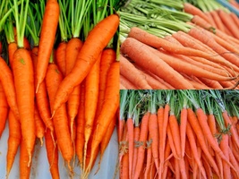 400+TENDERSWEET Carrot Summer Vegetable Seeds Garden Patio Container - £13.17 GBP