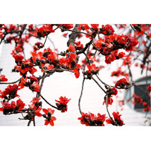 “ 30 PCS BELLFARM Bombax ceiba Seeds Cotten Tree Red Silk-cotton Tree, GIM “ - £11.61 GBP
