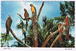 Postcard Bird Tree Macaws Sea World Orlando Florida - £3.88 GBP