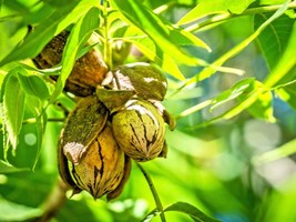 New Fresh Seeds 5 Hardy Pecan Nuts Carya Illinoinensis Fast Ship - £12.51 GBP